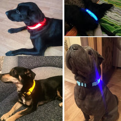 Night Safety Pet Collar